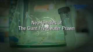 Neofemales of The Giant Freshwater Prawn  Research Impact [upl. by Rastus]