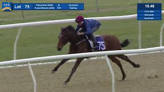 Lot 75 2024 Magic Millions Gold Coast Horses In Training Sale [upl. by Ananna747]