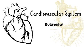 Cardiovascular System  Overview  Introduction to Cardiovascular System  Medicine Unplugged [upl. by Rubina]