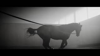 Desperado equine music video [upl. by Ecenaj]