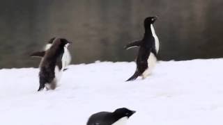 Adélie penguin feeding chase [upl. by Figge]