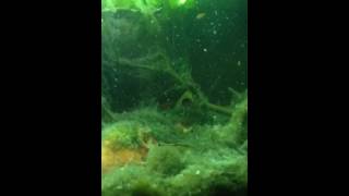 American Flagfish Attacks Large Clarkii Crayfish [upl. by Pedaias614]