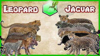 Leopard vs Jaguar Comparison Size LİVİNG EXTİNCT [upl. by Fermin]