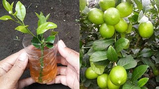 Simple Method Grafting lemon Tree With Onion In A Glass of Water Grow Fast Quickly [upl. by Draner]