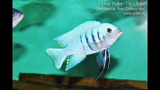 Cynotilapia sp hara Gallireya Reef [upl. by Adnamor]