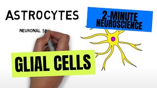 2Minute Neuroscience Glial Cells [upl. by Pudendas]