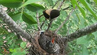 Day13 The cuckoo parasitizes the shrike nest the foolish shrike bird杜鹃占据伯劳鸟窝第13天，长得比鸟妈妈还大，蒙在鼓里的伯劳鸟 [upl. by Ganiats635]