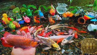 Amazing Catch Baby Diamond Turtle Unicorn Head Fish Pearlscale Goldfish Striped Horse Fish [upl. by Kajdan]