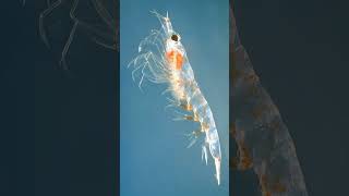 Krill Order Euphausiacea  Observed in Description [upl. by Annawd]