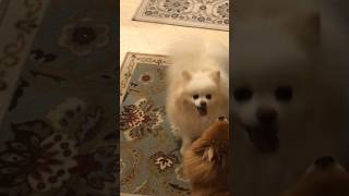 dogs barking sounds funny moments female pomeranian bark [upl. by Melton]