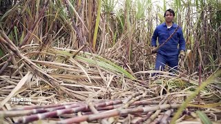 Les témoins dOutreMer  Les secrets du galabé La Réunion [upl. by Rheta]