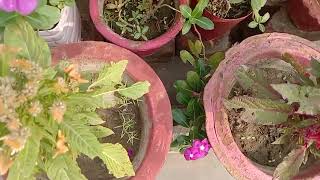 November month mein plants ke kuch work aiye jante hain 608 [upl. by Ammon124]