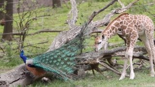 Giraffe and the peacock [upl. by Taft]