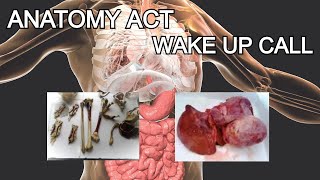 Anatomy Act  WAKE UP CALL [upl. by Lynett]