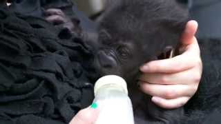 Baby Gorilla Kamina Moves in With Other Gorillas  Cincinnati Zoo [upl. by Nelyak]