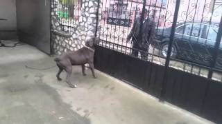 Cane corso guarding skills 1 [upl. by Enitsirhk]