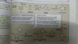 Pyrimidines Biosynthesis and Clinical  BIOCHEMISTRY [upl. by Anahsahs925]