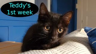 Teddys first week in his new home  12 week old kitten [upl. by Gwynne]