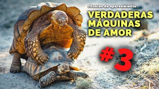 NATURALEZA CALIENTE 🔥 así HACEN EL AMOR estos animales elefantes tortugas monos narigudos [upl. by Sabina]