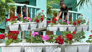 HOW TO GROW GERANIUM CUTTINGS TO SAVE FOR NEXT SEASON  How to care geranium flower [upl. by Colt]