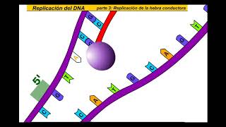 Replicación del ADN Español [upl. by Joceline]