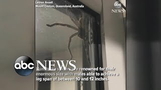 Hauntingly huge spider spotted in Australia [upl. by Ainuj]