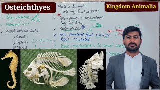 Osteicthyes or Bony Fish Kingdom animalia Fsc biology class 11 by irtisamsbiology [upl. by Ahsihat]