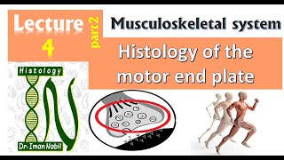 4bHistology of the motor end plateMuscular tissue [upl. by Putnem]