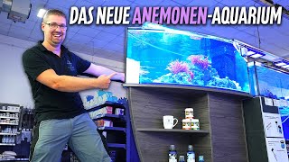 Das neue ANEMONENAQUARIUM bei PlanktonPlus Aquaristik [upl. by Etnauj]