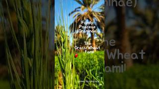 Family Poaceae  Grass or Wheat 🌾 Family botany ytshorts [upl. by Erde947]