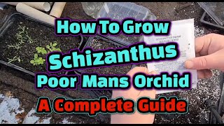 How to grow Schizanthus  Poor Mans Orchid a complete guide [upl. by Quartas]