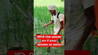 Nominee Gold Herbicide  herbicides fertilizer paddy farming viral youtubeshorts shorts [upl. by Dierolf179]