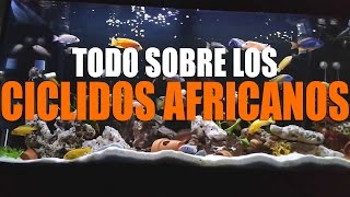 CICLIDOS AFRICANOS HIBRIDACIONES ALIMENTACIÓN COMPORTAMIENTO Y CALIDAD DE AGUA [upl. by Norted]