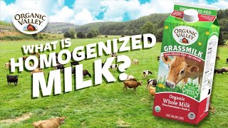 What is Homogenized milk  Ask Organic Valley [upl. by Ozner831]