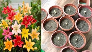 How To Grow Asiatic Lily Bulbs🌱 Asiatic Lily के bulb लगाने का आसान तरिका👍 [upl. by Chien249]