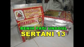 SERTANI 13 Benih Padi Inbrida Unggul [upl. by Yrrap]