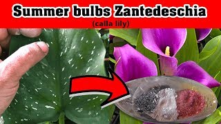 Summer bulbs Zantedeschiacalla lilyPlanting india How to used Fertilizer ग्रीष्मकालीन बल्ब [upl. by Ayomat]