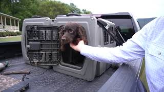 Boykin Spaniel Hunting Season Checklist [upl. by Almeeta199]