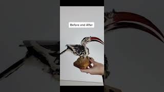 Behold the Magnificent Taxidermied Hornbill taxidermy [upl. by Seravart599]