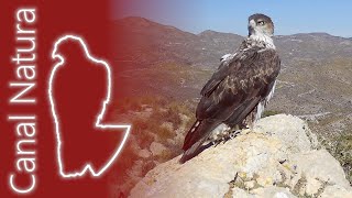 Águila perdicera Aquila fasciata Bonellis Eagle 4K [upl. by Valerio]