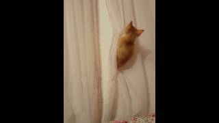 Kittens having a blast climbing curtains [upl. by Tiff]