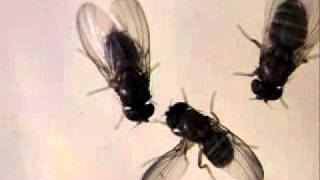 EvoDevo Fruit Fly Courtship [upl. by Ylesara]