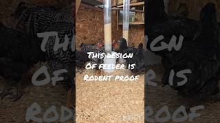 The Best rodent proof chicken feeder [upl. by Ydnat861]