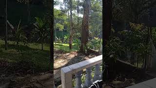 racun rumput diy nature travel satisfying [upl. by Shulock]