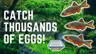 HOW TO MAKE AN EASY DIY EGG TRAP FOR BREEDING NANO FISH [upl. by Nellir305]