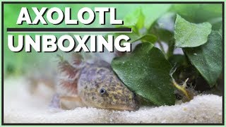 Meet my new Axolotl  Unboxing amp Setup [upl. by Eux]