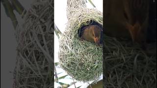 Bird making Nest  Chidiya ka Ghosla  birds nature cosmos nest facts [upl. by Ruella]