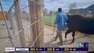 Horse therapy at rescue near Las Vegas benefits veterans [upl. by Estrella]