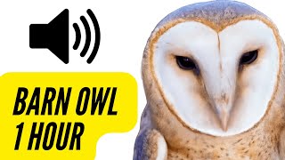 Barn Owl Sounds  1 HOUR  CREEPY Calling Screeching Screaming 🦉 barnowl [upl. by Woodford]