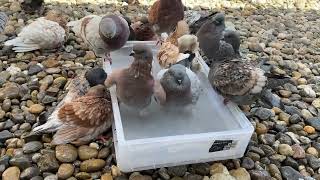 Pigeons Moulting Time  Amazing Fancy Pigeon ⁴ᴷ [upl. by Sarita]